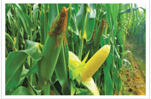 Jagung Manis