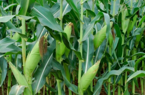 jagung manis2
