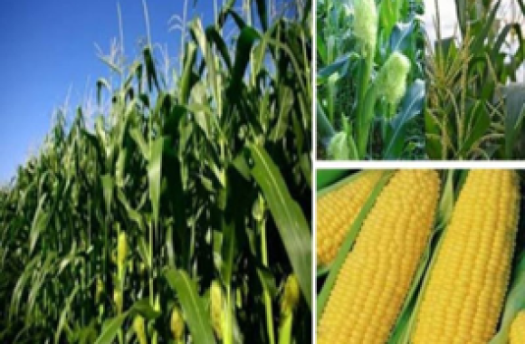 jagung manis3