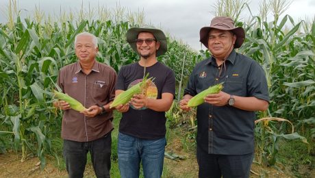 Menyambut kedatangan Pengerusi Lembaga Nenas Malaysia